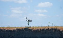 Taller de Observación de Aves Silvestres en Uruguay